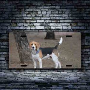 Beagle Puppy