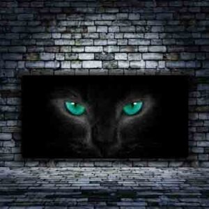 Cat with Blue eyes