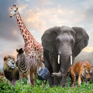 Animals
